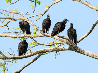 Group of black vultures (wake)
perched on tree branches against blue sky