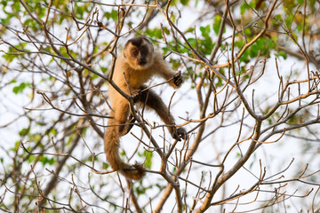 Wild black-striped capuchin monkey also known as the bearded capuchin in the trees