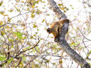 Fototapeta premium Wild black-striped capuchin monkey also known as the bearded capuchin in the trees