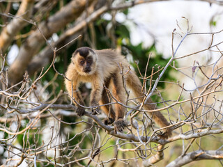 Wild black-striped capuchin monkey also known as the bearded capuchin in the trees