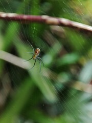 A little spider walking among the webs  on a blurred background.