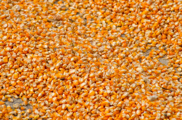 corn kernels drying on cement floor to wait for processing