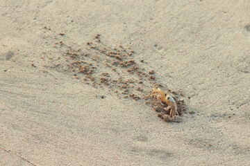 Siri digging a burrow on the beach with sand thrown at the exit of the hole