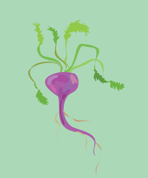  peruvian maca vector illustration