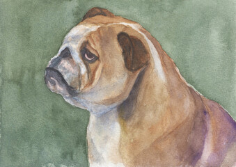 bulldog watercolor painting