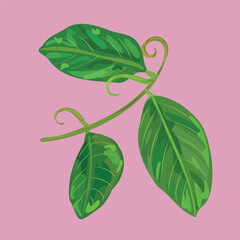 cat's claw vector illustration