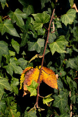 Dark green ivy vines and autumn-colored leaves