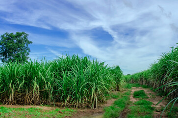 Fototapeta na wymiar the sugar cane fields are lush with blue sky and clouds