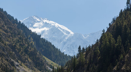 Obraz premium Nanga Parbat mountain peak with glacier and green pine forrest from Fairy Meadow. Gilgit, Pakistan