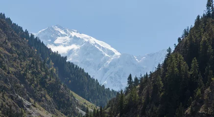Papier Peint photo autocollant Nanga Parbat Pic de montagne Nanga Parbat avec glacier et forêt de pins verts de Fairy Meadow. Gilgit, Pakistan