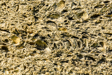 Texture of the shell rock limestone for background. Natural pattern