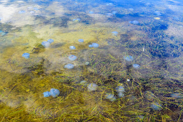 Translucent medusa. Jellyfishes (Rhizostomeae) floating in the water