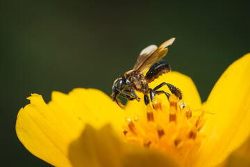 Plebeia the stingless bee collecting nectar on beautiful yellow flower