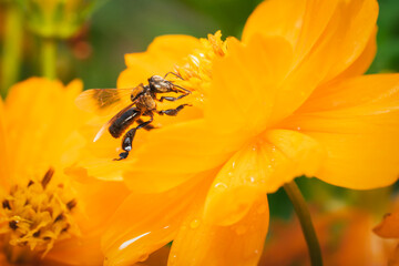Plebeia the stingless bee collecting nectar on beautiful yellow flower