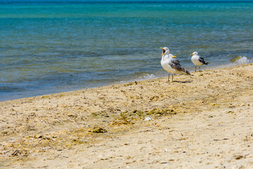 Sea gulls on sandy beach at seaside