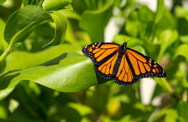 Monarch Butterfly Sunning itself on Naupaka Leaves
