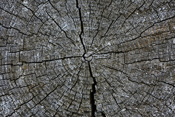 background texture old tree rings log round