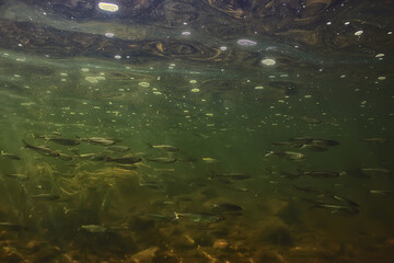 sun rays under water landscape, seascape fresh water river diving