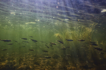 school of fish freshwater aquarium, background ecology fish underwater