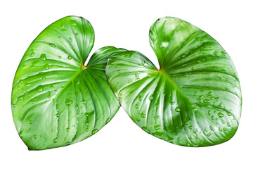 Two Philodendron green leaves water drops white background isolated closeup, Homalomena rubescens...