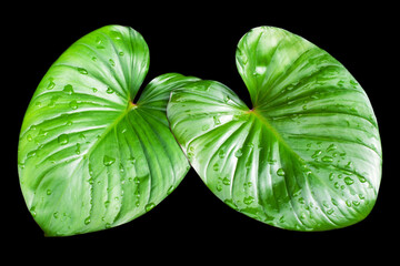 Two Philodendron green leaves water drops black background isolated closeup, Homalomena rubescens leaf, Caladium foliage, tropical plant, natural floral pattern, eco organic nature, botanical design