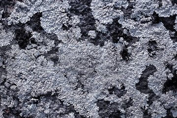 lichen moss texture background, nature abstract old stone