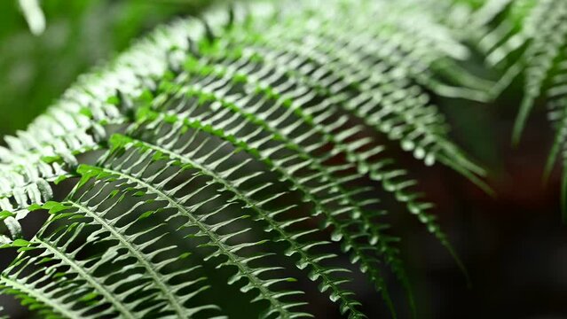 Green fern leaf with blowing the wind in the garden
