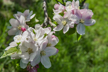 tree blossom