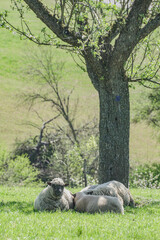 wildebeest in the serengeti national park city