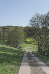 path in the forest