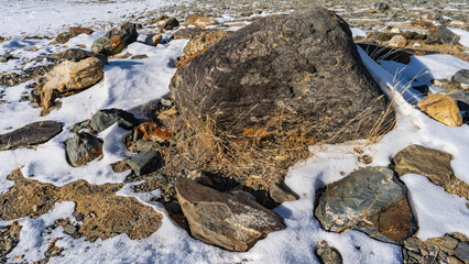 Picturesque weathered boulders are scattered on the snow-covered ground. Orange lichens on the stones. Dry grass on frozen soil. Altai
