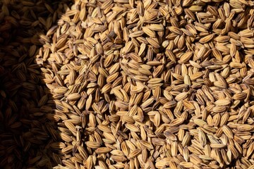 Paddy rice plant on background.