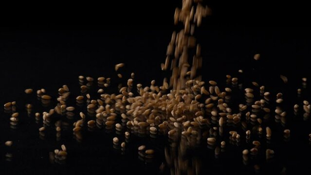 A handful of wheat grains falling / dropping on a glass table - harvest  foodgrains. Gehu / cereal scattered against a black background - agriculture  crop  a heap  pile