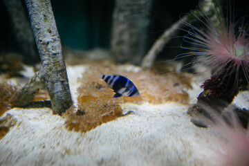 ocean fish