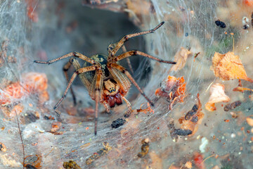 A spider on a web. Macrophotography