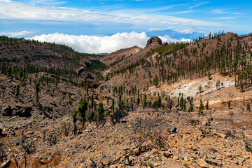 Picturesque mountain landscape.Cacti, vegetation. Canary Island.Tenerife.Spain