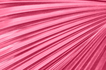 Tropical leaf close-up in trending color of year 2023 Viva magenta.