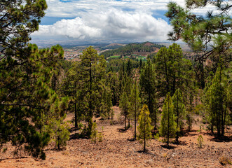 Picturesque mountain landscape.Cacti, vegetation. Canary Island.Tenerife.Spain