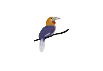Great hornbill of the tropical rainforest, PNG