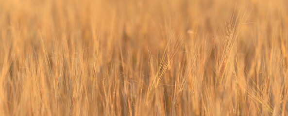 Fototapeta premium crisis harvesting grain spikelets sun sunset background