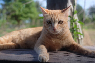 orange asia cat on the farm