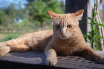 orange asia cat on the farm
