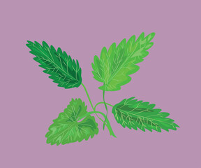 peruvian mint muña vector illustration