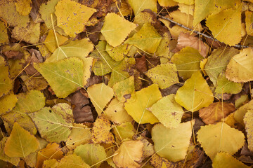Background of yellow leaves. Beautiful autumn leaves lie in a dense carpet. View of fallen autumn leaves from above