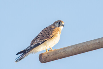Australia Kestrel in South Australia