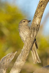 European Blackbird in South Australia