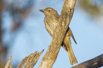 European Blackbird in South Australia