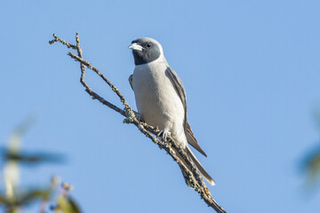 Masked Woodswallow in South Australia