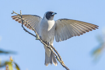 Masked Woodswallow in South Australia
