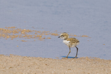 Red-capped Plover in South Australia